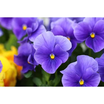 Natural Pansy Plant Pansy Plant3-5813405-28766.webp